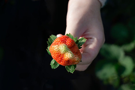 春季出游草莓园摘草莓