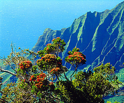 美国,夏威夷,考艾岛,开花树木,高处,纳帕利海岸,画廊