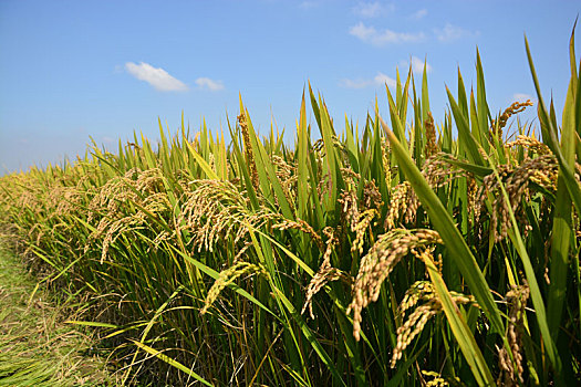 水稻收获的季节