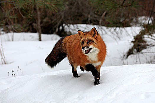 红狐,狐属,蒙大拿,美国,北美,成年,雪,冬天,觅食,横图,狐狸,狗,食肉动物,肉食动物,兽,捕食,哺乳动物,动物