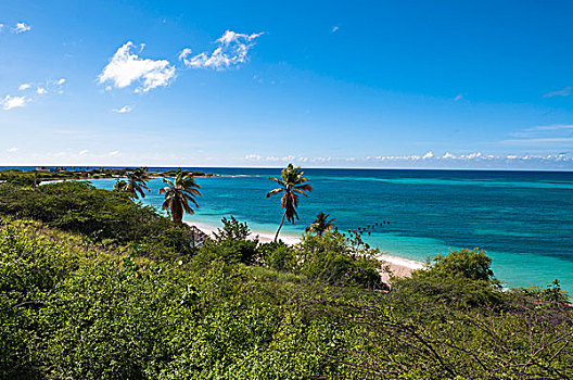 景色,棕榈树,海岸,海滩,阿鲁巴,小安的列斯群岛,加勒比