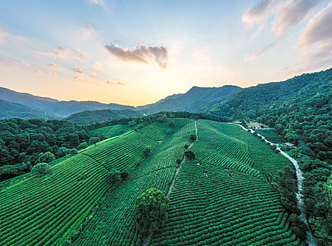 杭州茶园基地