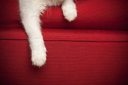 小猫,红色,沙发,正面,腿,爪子