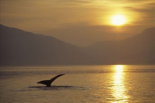 驼背鲸,大翅鲸属,鲸鱼,尾部,日落,阿拉斯加