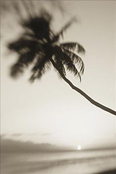 夏威夷,毛伊岛,欧咯瓦鲁,棕榈树,上方,海滩,日落,黑白照片