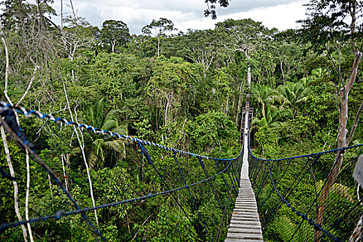 吊桥,高,热带,树,亚马逊雨林,丛林,住宿,大牧场,波多黎各,秘鲁,南美