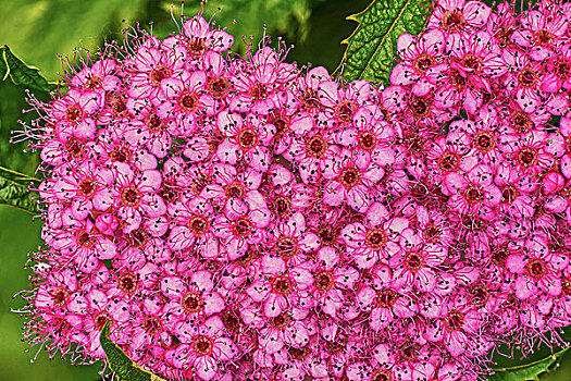 绣线菊属,日本山茶,花园