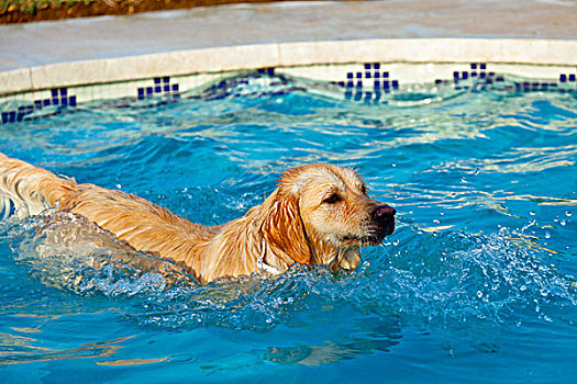 金毛猎犬,游泳