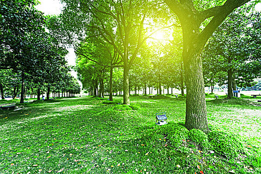小路,樹,公園