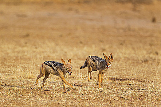 黑背胡狼,黑背豺,玩耍,卡拉哈里沙漠,卡拉哈迪大羚羊国家公园,南非,非洲