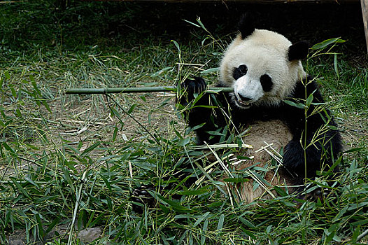 四川熊猫基地的熊猫