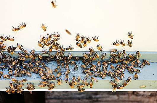 蜜蜂,入口,蜂窝