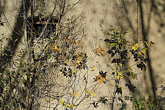 秋天树叶枯墙
