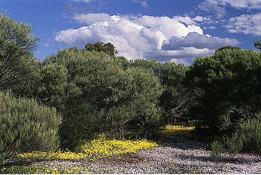树林,花,西澳大利亚