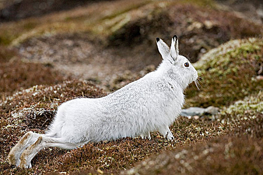 山,野兔,成年,白色,冬天,外套,伸展