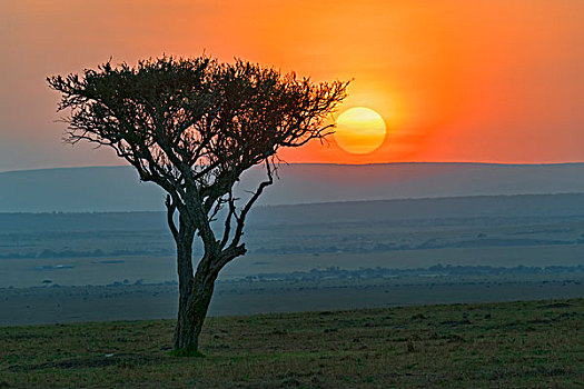 日出,后面,剪影,树,马赛马拉国家保护区,肯尼亚,非洲
