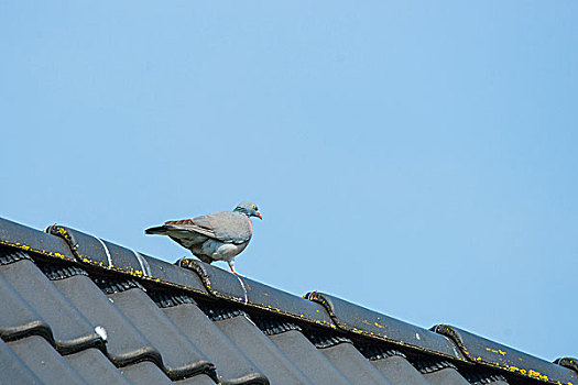 鸽子,走,屋顶,蓝天