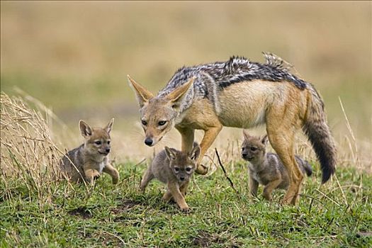 黑背狐狼,黑背豺,三个,星期,老,幼仔,马赛马拉,肯尼亚