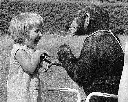 女孩,黑猩猩,玩,英格兰,英国