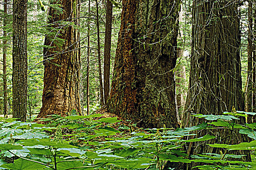 雨林,山谷,不列颠哥伦比亚省,加拿大