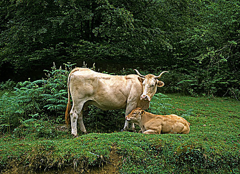 比利牛斯山脉,牛,金发,法国,母牛,幼兽