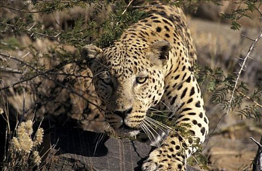 豹,徘徊,纳米比亚
