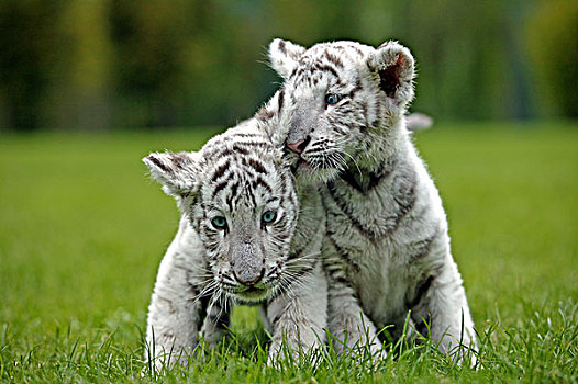 白色,虎,幼兽,站立,草