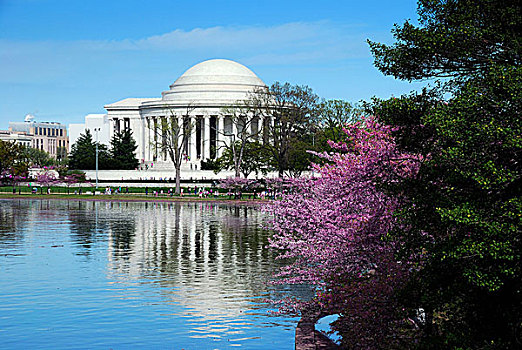 杰斐逊,国家,纪念,樱花,华盛顿特区
