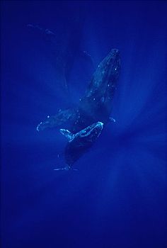 驼背鲸,大翅鲸属,鲸鱼,母牛,幼兽,护从,毛伊岛,夏威夷