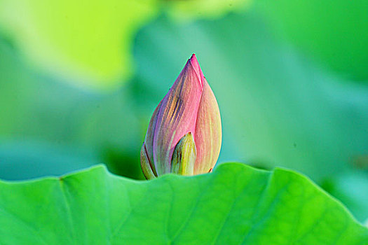 荷花,莲花,花