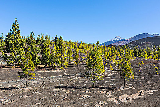 加纳利群岛,松树,松属,眺台,后面,火山,泰德国家公园,特内里费岛,西班牙,欧洲