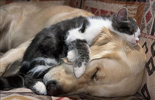家犬,金色,哺乳动物,猫,睡觉,动物,友谊