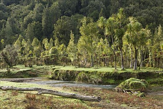 棕榈树,树林,小溪,北岛,新西兰