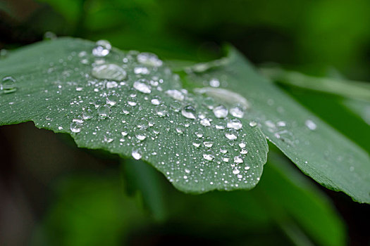雨滴水珠落在绿色新鲜的银杏叶上