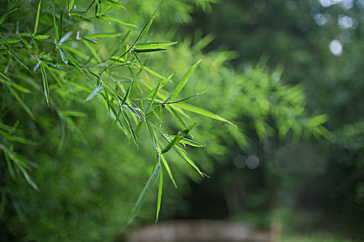 植物