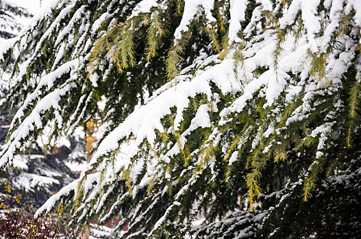 落满雪的树枝