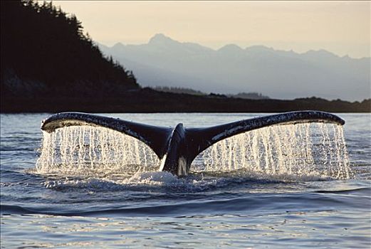 驼背鲸,大翅鲸属,鲸鱼,尾部,靠近,岛屿,阿拉斯加