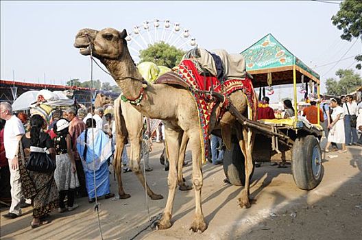 骆驼,手推车,市场,普什卡,拉贾斯坦邦,北印度,亚洲
