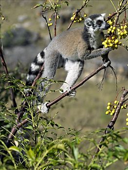 节尾狐猴,狐猴,野生,马达加斯加,丁香,水果,峡谷,国家公园