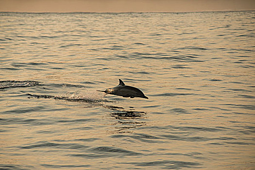 常见海豚,长吻真海豚,沙丁鱼,东开普省,南非