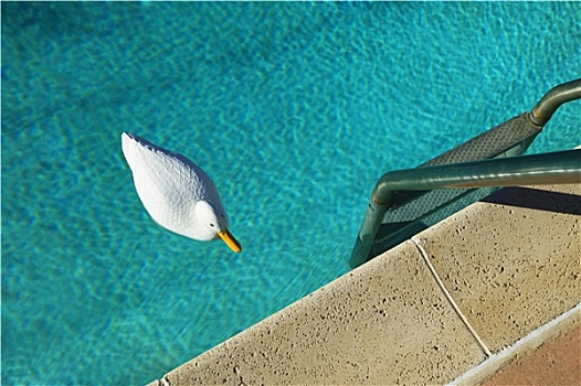 游泳池,塑料鸭子