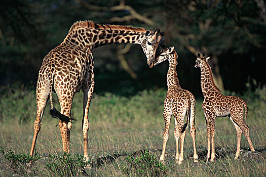 长颈鹿,嗅,幼兽,阿鲁沙,国家公园,坦桑尼亚,非洲