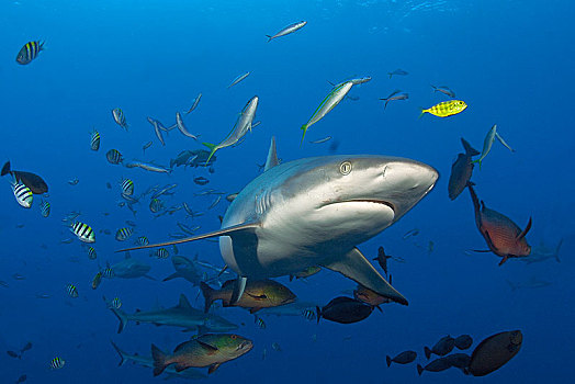 灰礁鲨,黑尾真鲨,围绕,小,珊瑚鱼,雅浦岛,密克罗尼西亚,大洋洲