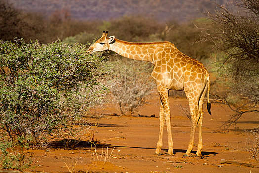 安哥拉,长颈鹿,进食,刺槐,灌木,动物,禁猎区,纳米比亚,非洲