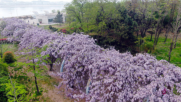 山东省日照市,如梦如幻的紫色花海,市民争相打卡拍照