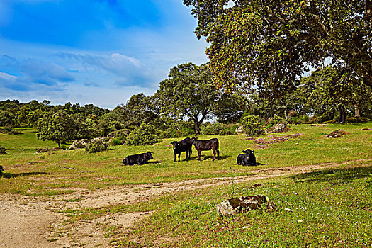 争斗,公牛,放牧,埃斯特雷马杜拉,草地,道路,西班牙