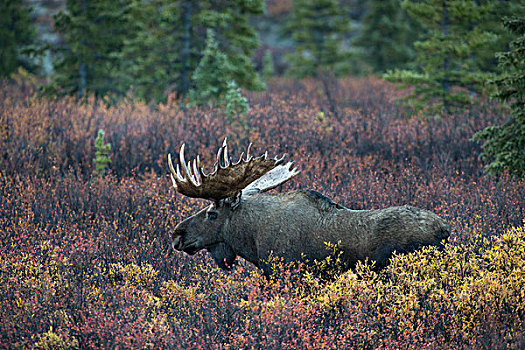 驼鹿,雄性动物,德纳里峰国家公园,阿拉斯加,美国,北美