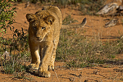 特写,幼狮,狮子,林波波河,省,南非