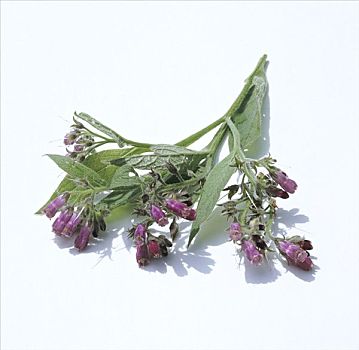 紫草科植物,花
