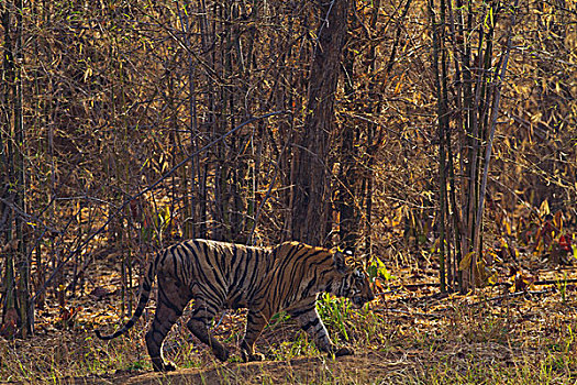 虎,竹林,自然保护区,印度